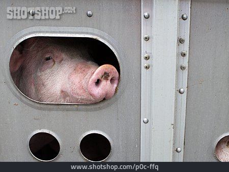 
                Schwein, Tiertransport, Eingepfercht                   