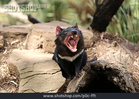 
                Beuteltier, Tasmanischer Teufel                   