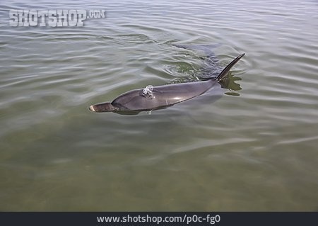 
                Delfin, Großer Tümmler                   