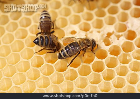 
                Biene, Bienenstock, Honigwabe                   