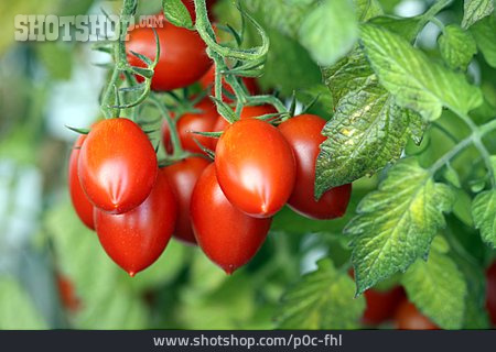 
                Reif, Tomate, Tomatenpflanze                   