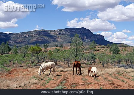 
                Pferd, Australien, Wilpena Pound                   