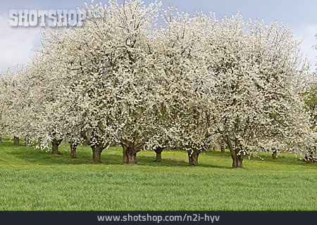 
                Frühjahr, Kirschbaum, Jahreszeit                   