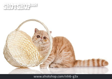 
                Katze, Exotic Shorthair                   