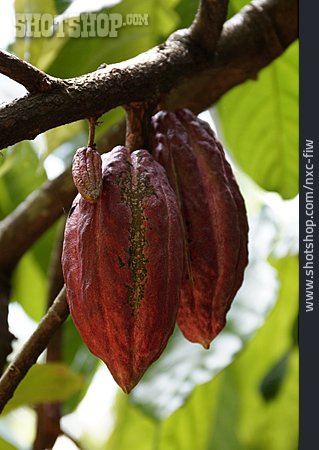 
                Kakaobohne, Kakaobaum                   