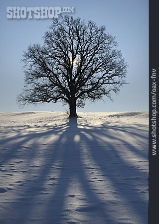 
                Baum, Winter, Schatten, Eiche                   