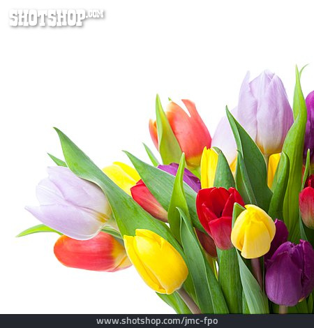 
                Tulpenstrauß, Blumengeschenk                   