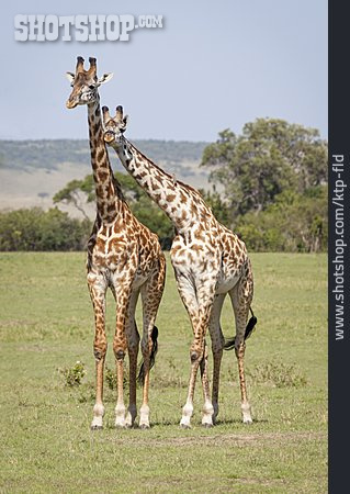 
                Tierpärchen, Zuneigung, Partnerschaft, Giraffe                   