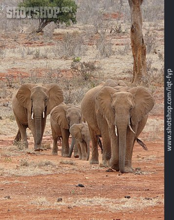 
                Tierfamilie, Elefant, Elefantenfamilie                   