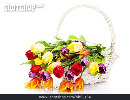 
                Tulpe, Frische, Blumengeschenk, Frühlingsdekoration                   