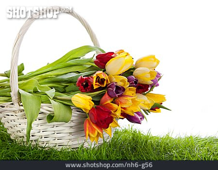 
                Tulpe, Frühlingsdekoration                   