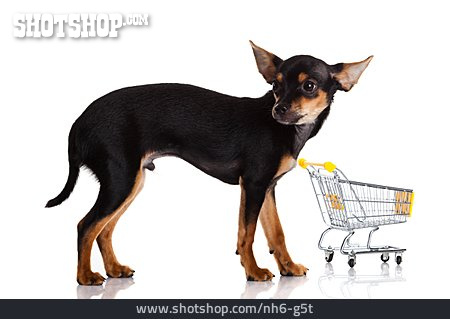 
                Haustier, Hund, Einkaufswagen                   