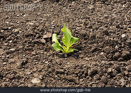 
                Wachstum, Salatpflanze                   