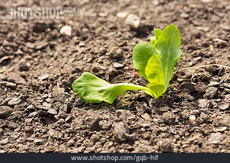 
                Wachstum, Salatpflanze                   