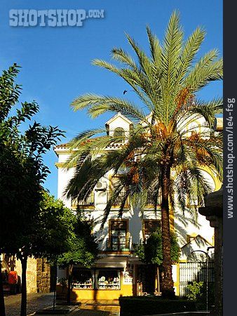 
                Teneriffa, Puerto De La Cruz, Plaza De La Iglesia                   