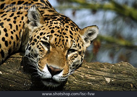 
                Ausruhen, Jaguar                   