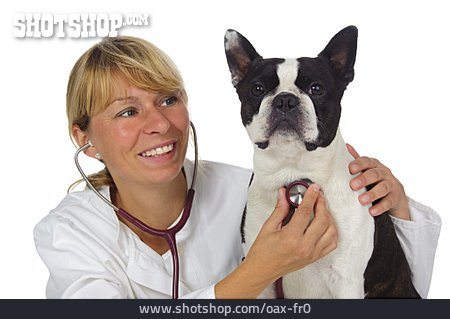 
                Boston Terrier, Veterinarian                   