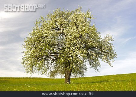 
                Apfelbaum, Streuobstwiese                   