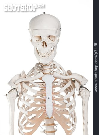 
                Skelett, Anatomie                   