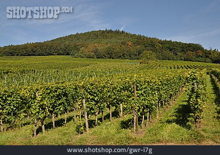 
                Weinstock, Weinanbaugebiet                   