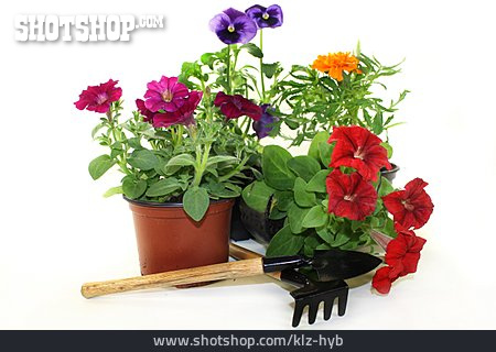 
                Blumentopf, Gartenblume, Balkonpflanze                   