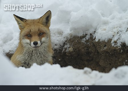 
                Fuchs, Rotfuchs                   