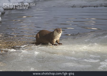 
                Fischotter, Otter                   
