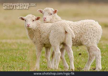 
                Schaf, Lamm, Gemeinsam                   