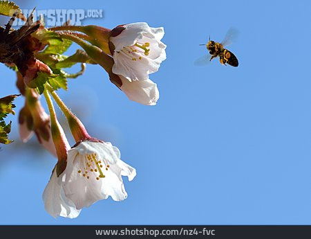 
                Blüte, Biene, Kirschblüte                   
