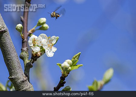 
                Biene, Pflaumenblüte, Obstbaumblüte                   