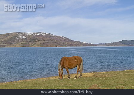 
                Pferd, Lago Di Campotosto, Nationalpark Del Gran Sasso                   
