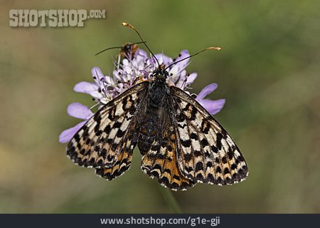 
                Schmetterling, Wachtelweizen-scheckenfalter                   