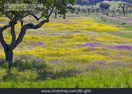 
                Blumenwiese, Portugal, Sommerlich                   