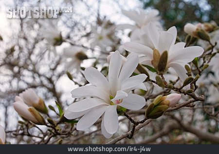 
                Magnolie, Stern-magnolie                   