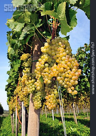 
                Grapes, Vines                   