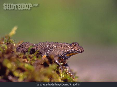 
                Toad, Yellow Bellied Toad                   