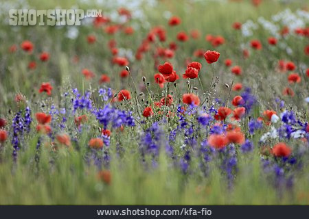 
                Blume, Blumenwiese, Feldblume                   