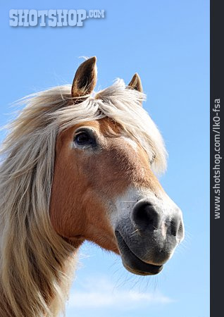 
                Pferd, Pony                   
