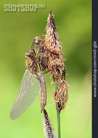 
                Falkenlibelle                   