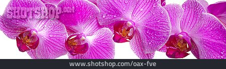 
                Orchid, Orchid Bloom                   