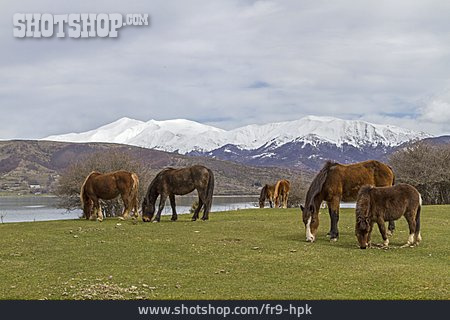 
                Pferde, Nationalpark Del Gran Sasso                   