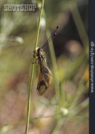 
                Schmetterling, Langfühleriger Schmetterlingshaft                   