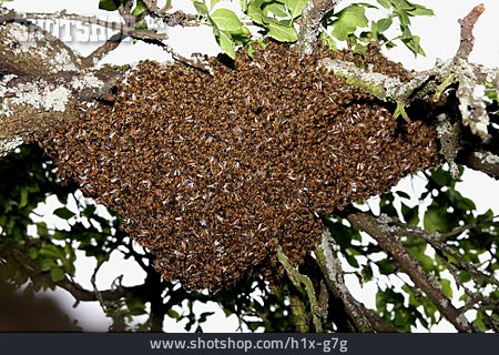 
                Bienenvolk, Wildbiene, Bienenschwarm                   