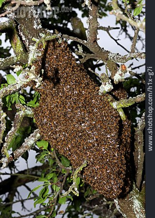 
                Honigbiene, Bienenvolk                   