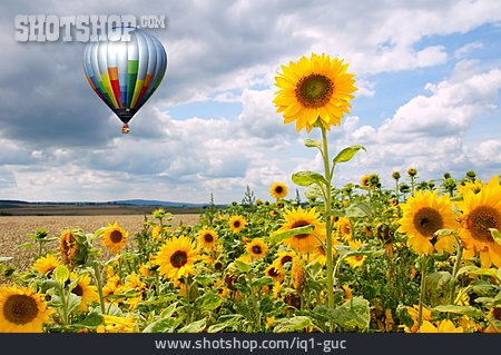 
                Sonnenblume, Heißluftballon, Sonnenblumenfeld, Ballonfahrt                   
