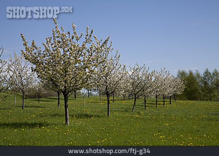 
                Kirschbaum, Baumblüte                   