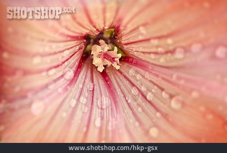 
                Blütenstempel, Hibiskus                   