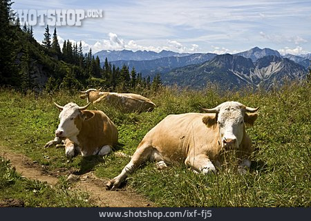 
                Alpen, Kühe, Almwirtschaft                   
