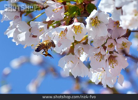 
                Blüte, Biene, Kirschblüte                   