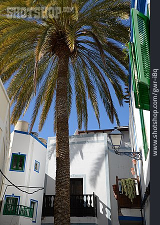 
                Palme, Mediterran                   